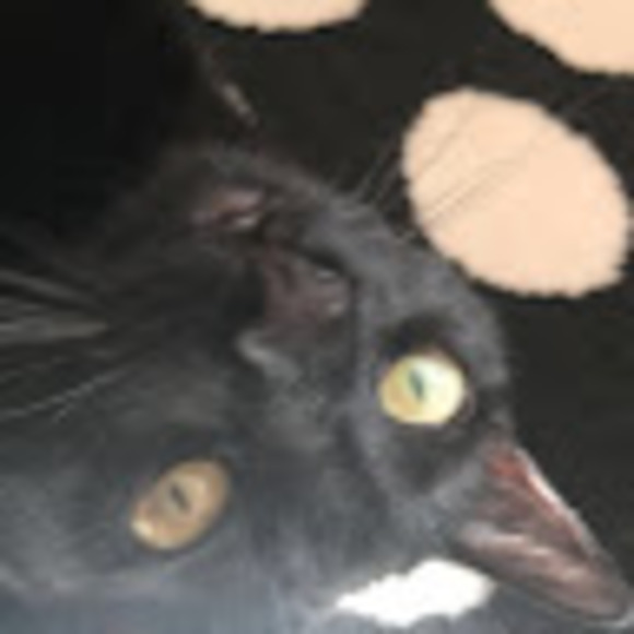 Meet your Posher, Sophia - Picture 1 of 1